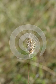 Bristly dogstail grass