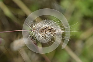 Bristly dogstail grass photo
