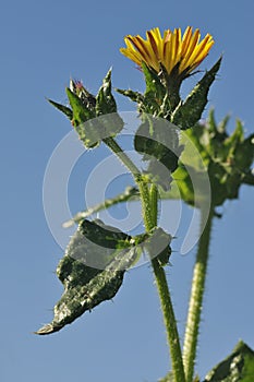 Bristly Oxtongue