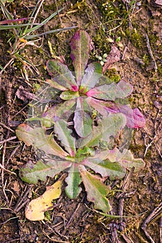 bristly oxtongue (Helminthotheca echioides), edible herb, foraging photo