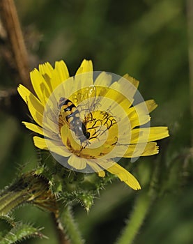 Bristly Oxtongue - Picris echioides