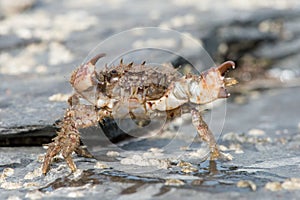 Bristly Xanthid Crab Pilumnus hirtellus