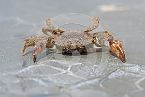 Bristly Xanthid Crab Pilumnus hirtellus