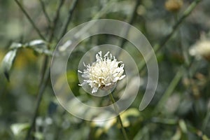 Bristly Yellow Cephalaria