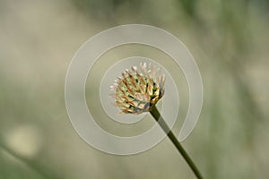 Bristly Yellow Cephalaria