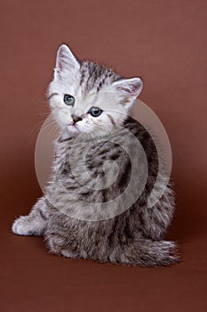 Britan kitten sitting photo