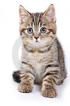 Britan kitten sitting