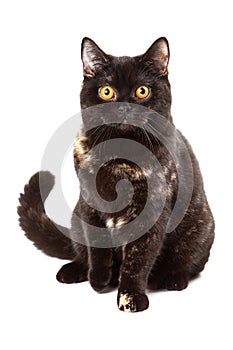 Britan kitten sitting photo