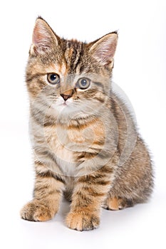 Britan kitten sitting photo