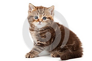 Britan kitten sitting and looking at the camera