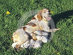 Britanny Spaniel, Mother with Puppies suckling