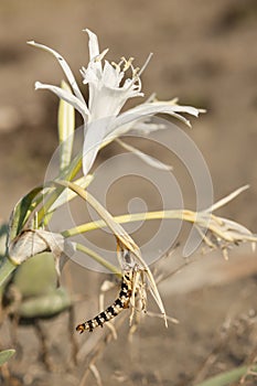 Brithys crini moth caterpillar on sea daffodil