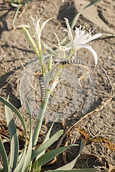 Brithys crini moth caterpillar on sea daffodil