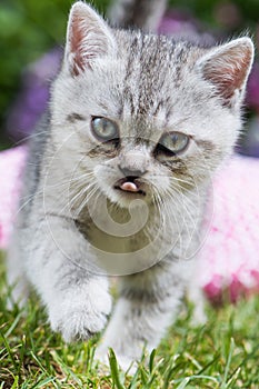 Brisith shorthair kitten in a meadow