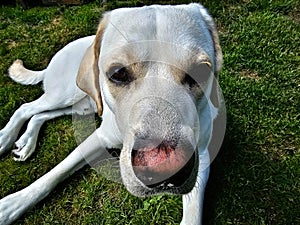 britisch Labrador retriever