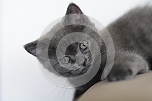 Britisch Shorthair Kitty