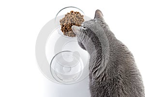 British adult fat cat eats dry food from a transparent bowl. Nearby is a bowl of water. White background