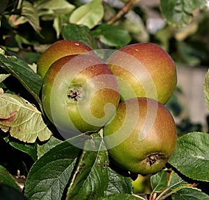 British apples