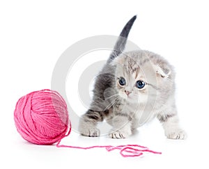British baby cat playing red clew or ball