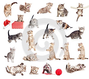 British baby cats collection