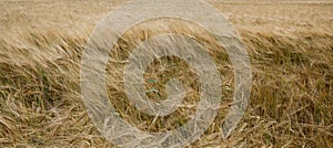 British Barley Field in Strong Winds