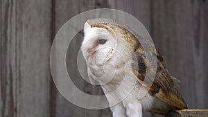 British Barn Owl