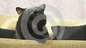 British black cat yawns. Close-up