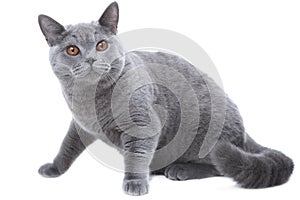 British blue cat