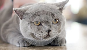 British blue cat
