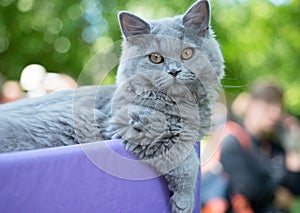 British blue cat at the exhibition