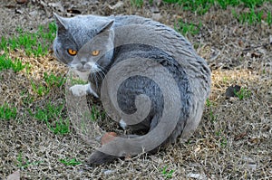 British Blue cat