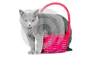 British blue cat standing near pink basket