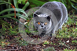 British Blue Pedigree Cat