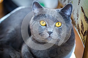 British Blue Short hair Cat