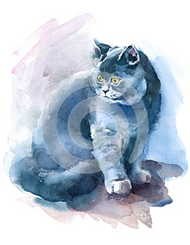 British Blue Short Hair Cat Watercolor Pet Portrait Illustration Hand Painted