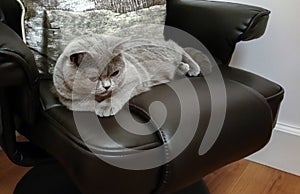 British Blue Short Hair Pedigree Cat Lying on Leather Chair