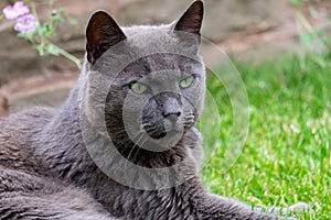 British Blue Shorthair Cat, relaxing in the garden.