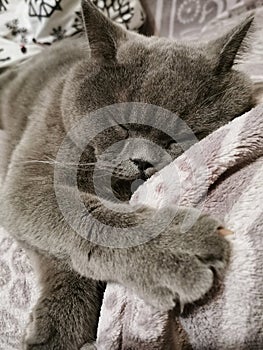 British Blue Shorthair sleeping cat, close-up