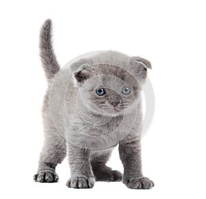 British blue shothair kitten