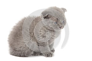 British blue shothair kitten