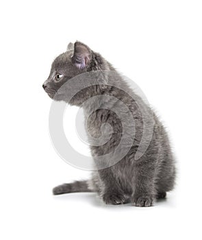 British blue shothair kitten