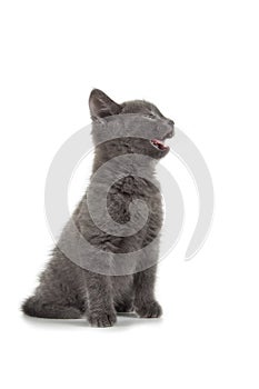 British blue shothair kitten