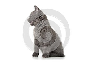 British blue shothair kitten