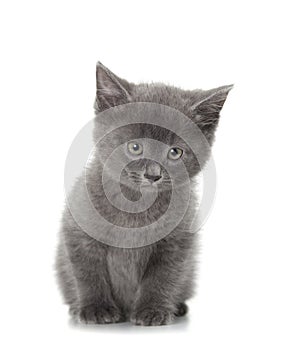 British blue shothair kitten