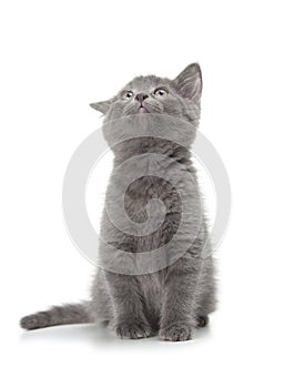 British blue shothair kitten