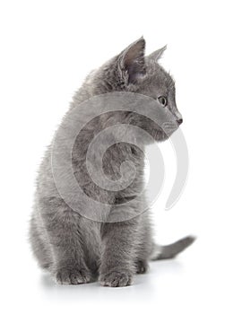 British blue shothair kitten