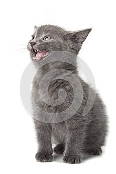 British blue shothair kitten