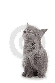 British blue shothair kitten