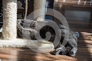 British blue tired cat sleeping on the floor