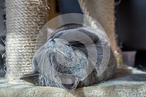 British blue tired cat sleeping on the floor